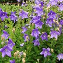 Platycodon grandiflorum